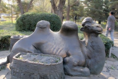 公園里的純銅鑄造駱駝，臥地休息的駱駝銅雕
